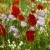 Gorefield Poppies | DSC_5898.jpg