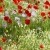 Gorefield Poppies | DSC_5945.jpg